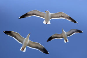 Seagulls in Flight - #WrightBroithersDay Vicki Fitch blog